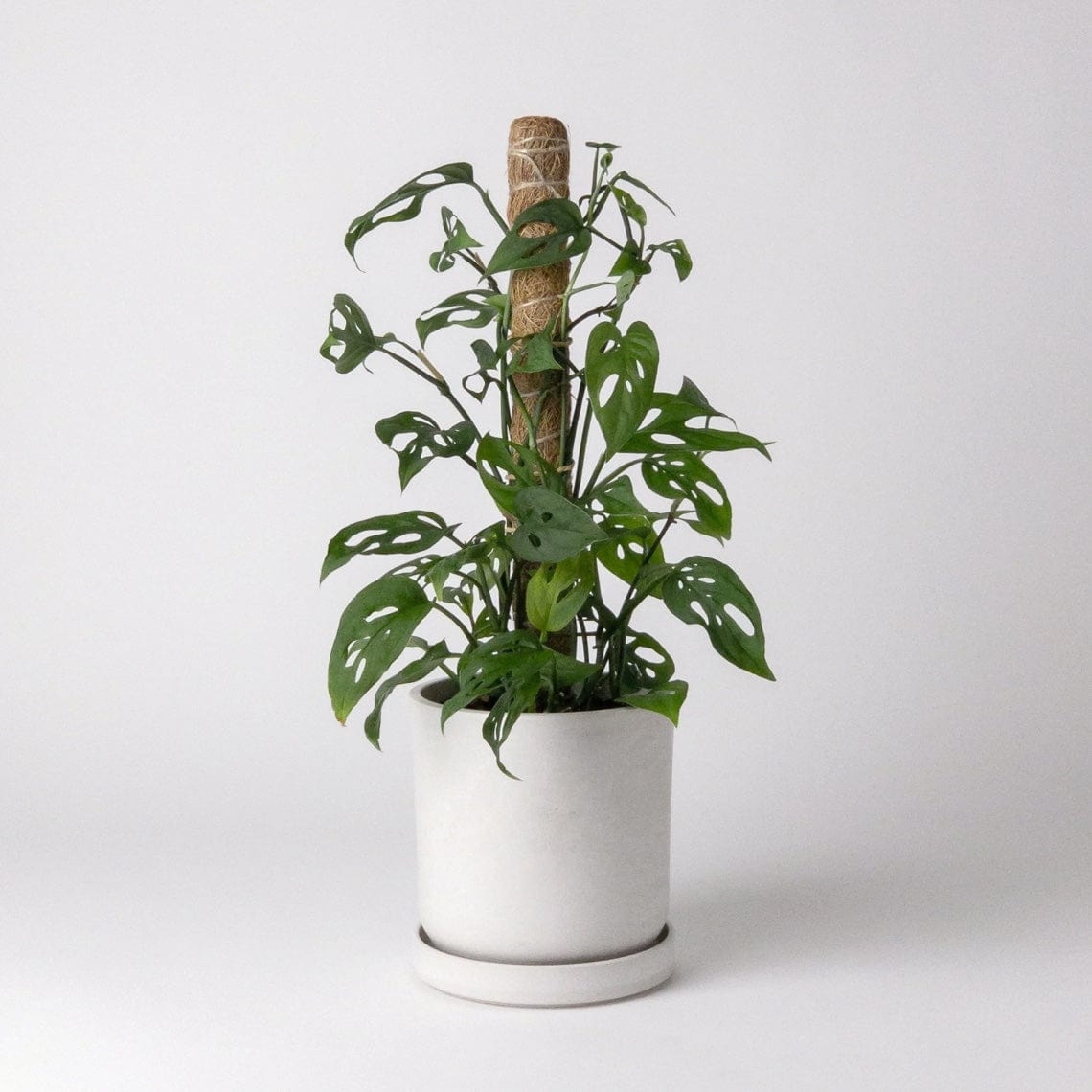 Plant in pot