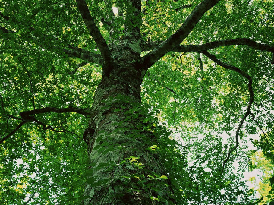 CondeHouse Closeup Tree