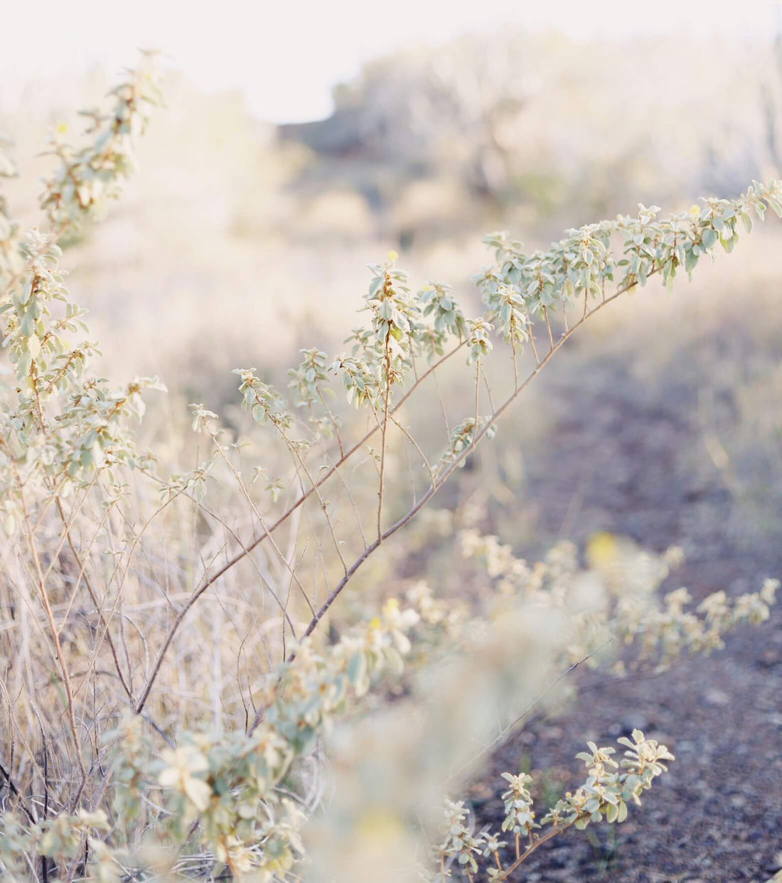 Nature, photo by Amy Humphries