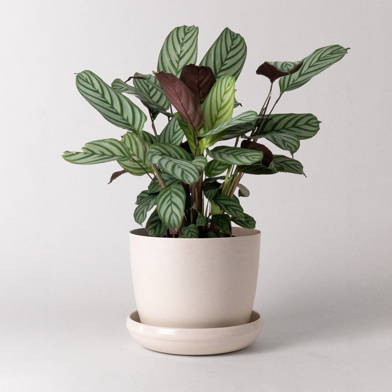 plant in pot, Kanso Designs