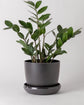 bamboo planter with plant, kanso designs