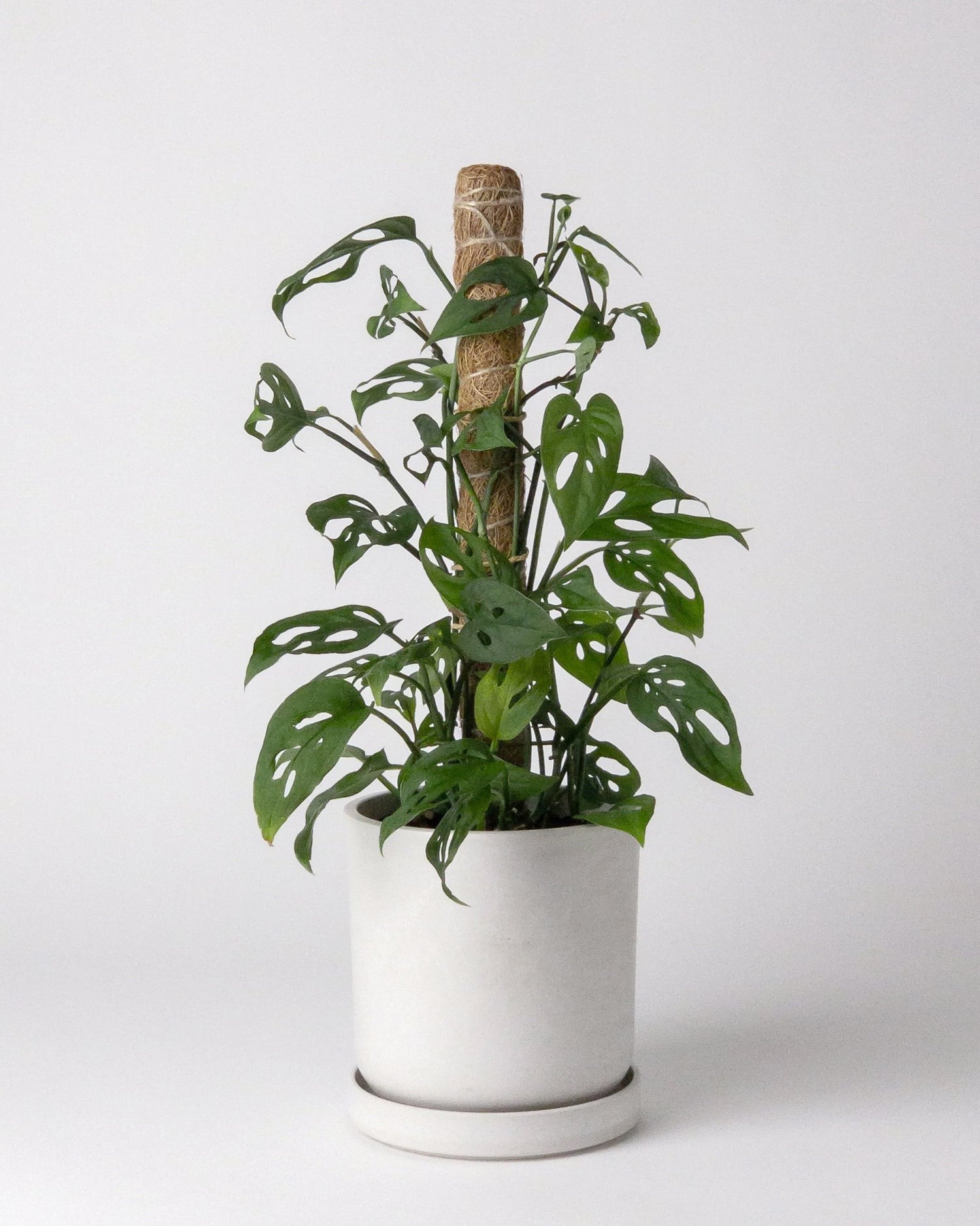 Coco Coir Pole for Plant Support (Small) with Plant