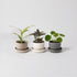 Set of 3 Mini Planters