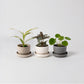 Set of 3 Mini Planters