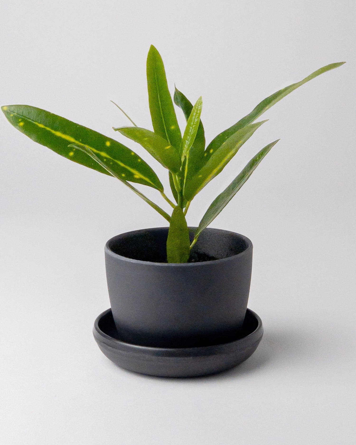 Bamboo Fibre Mini Planter - Black with Plant