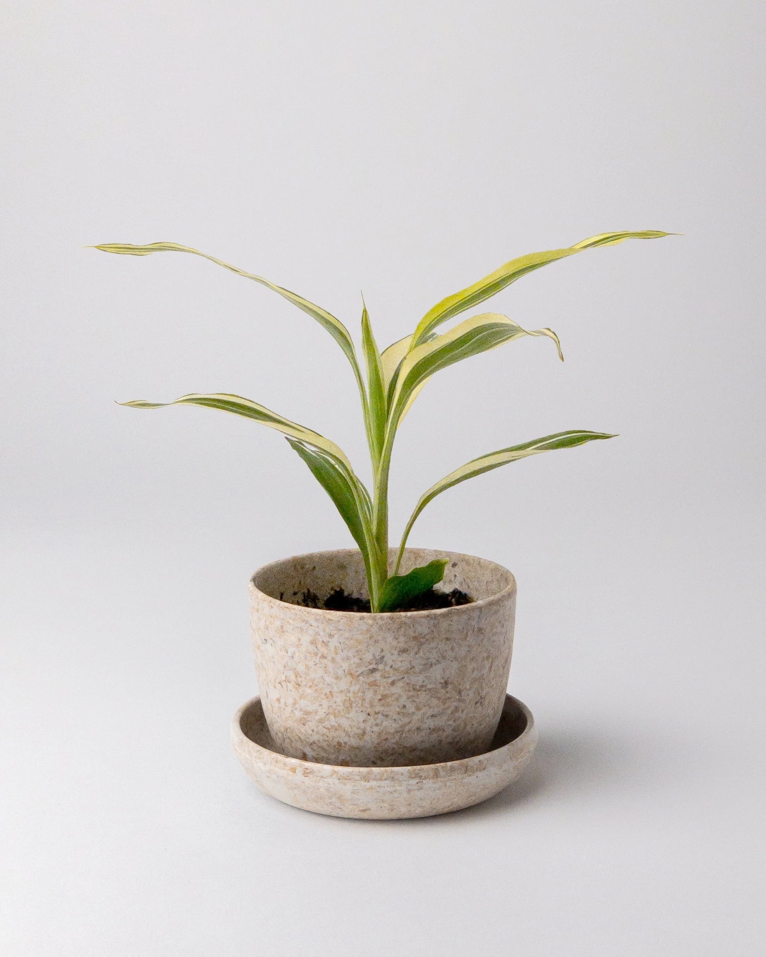 Rice Husk Mini Planter with Plant